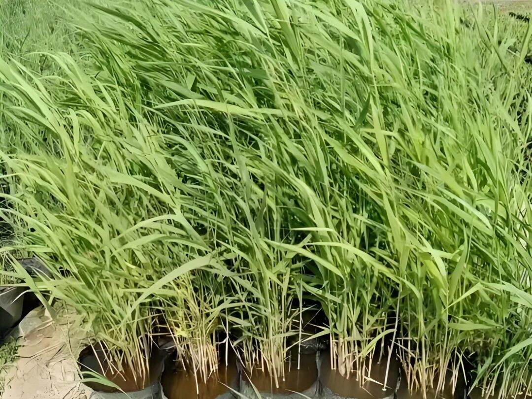 常见的九游(中国)一站式服务官方网站原料特点分析插图3 常见的九游(中国)一站式服务官方网站原料特点分析插图3